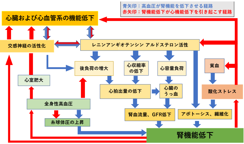 心臓及び心血管系の機能低下