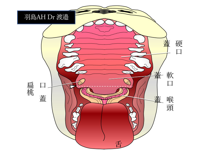 口腔内の観察